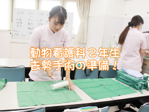 ☆去勢手術実習☆